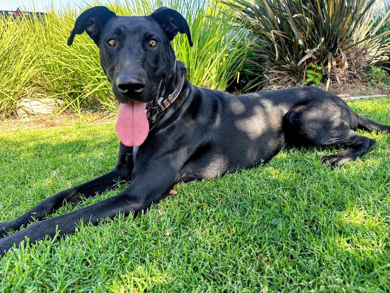 Enlarge Gracie Lou, a Adoptable Labrador Retriever in San Diego, CA image 2/3
