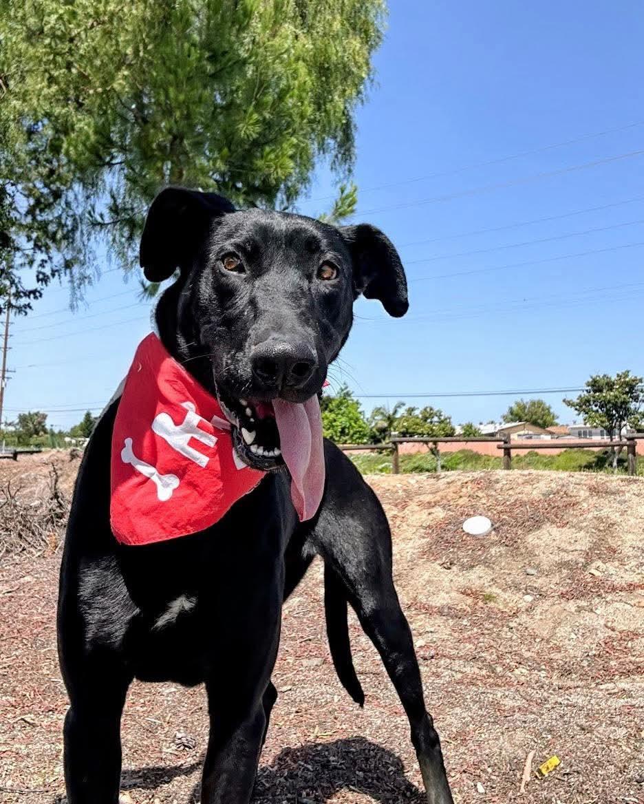 Enlarge Gracie Lou, a Adoptable Labrador Retriever in San Diego, CA image 3/3