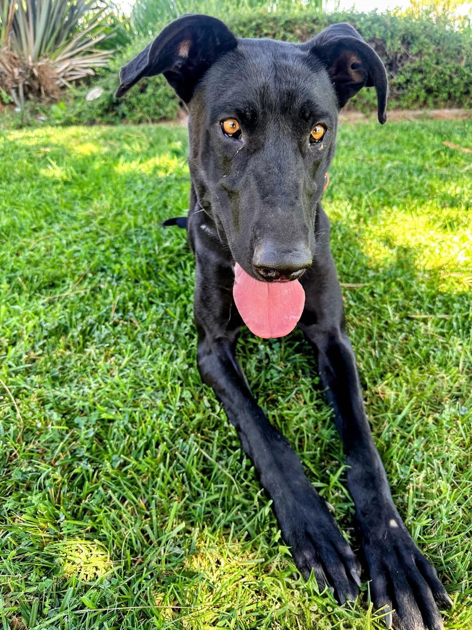 Enlarge Gracie Lou, a Adoptable Labrador Retriever in San Diego, CA image 3/3