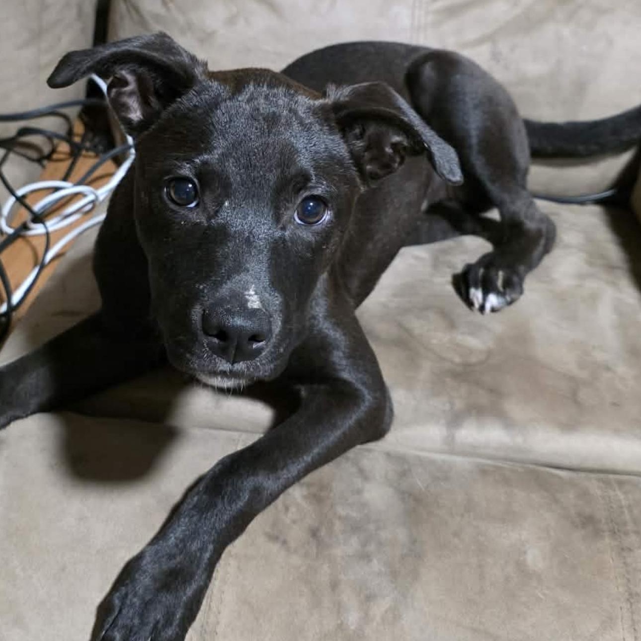 2165 Daphne, Adoptable, Young Female American Staffordshire Terrier.