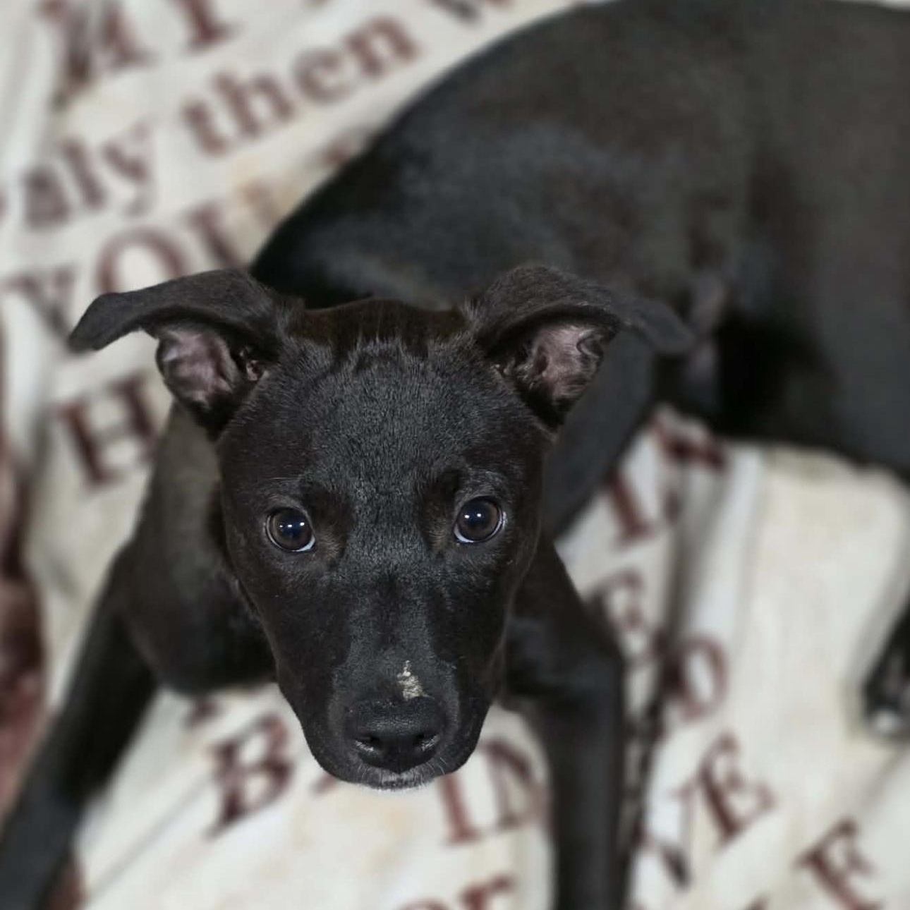 Enlarge 2165 Daphne, a Adoptable mixed breed in Springfield, MO image 2/2