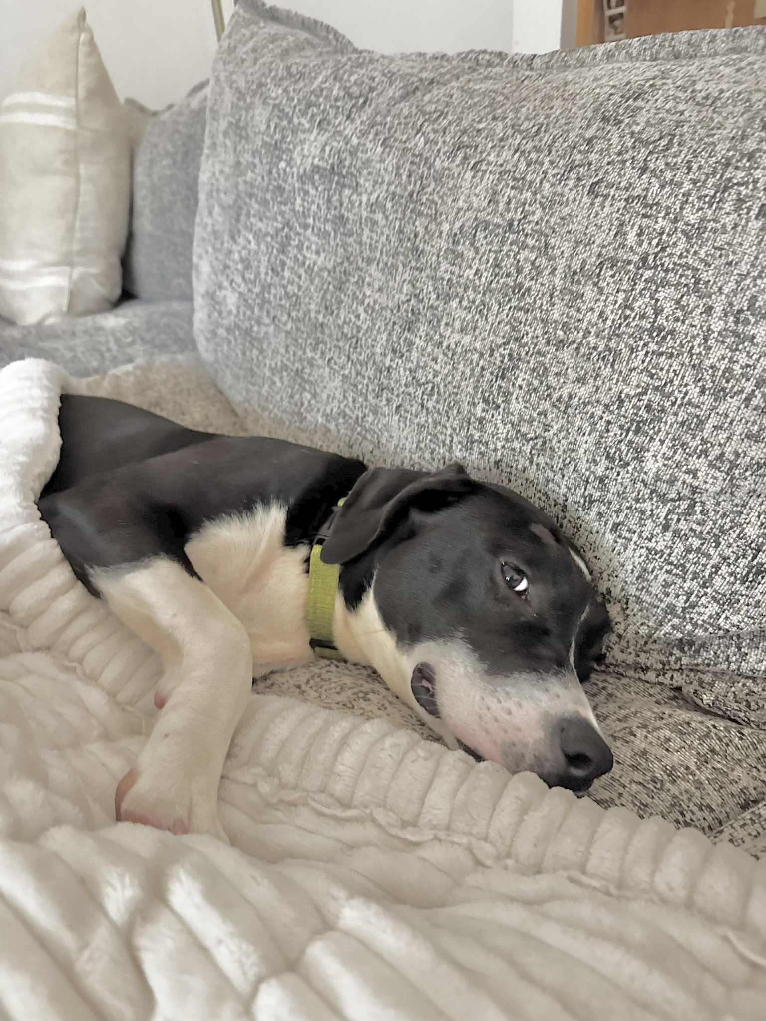 Maudie, a Adoptable Mixed Breed in Austin, TX image 5/6