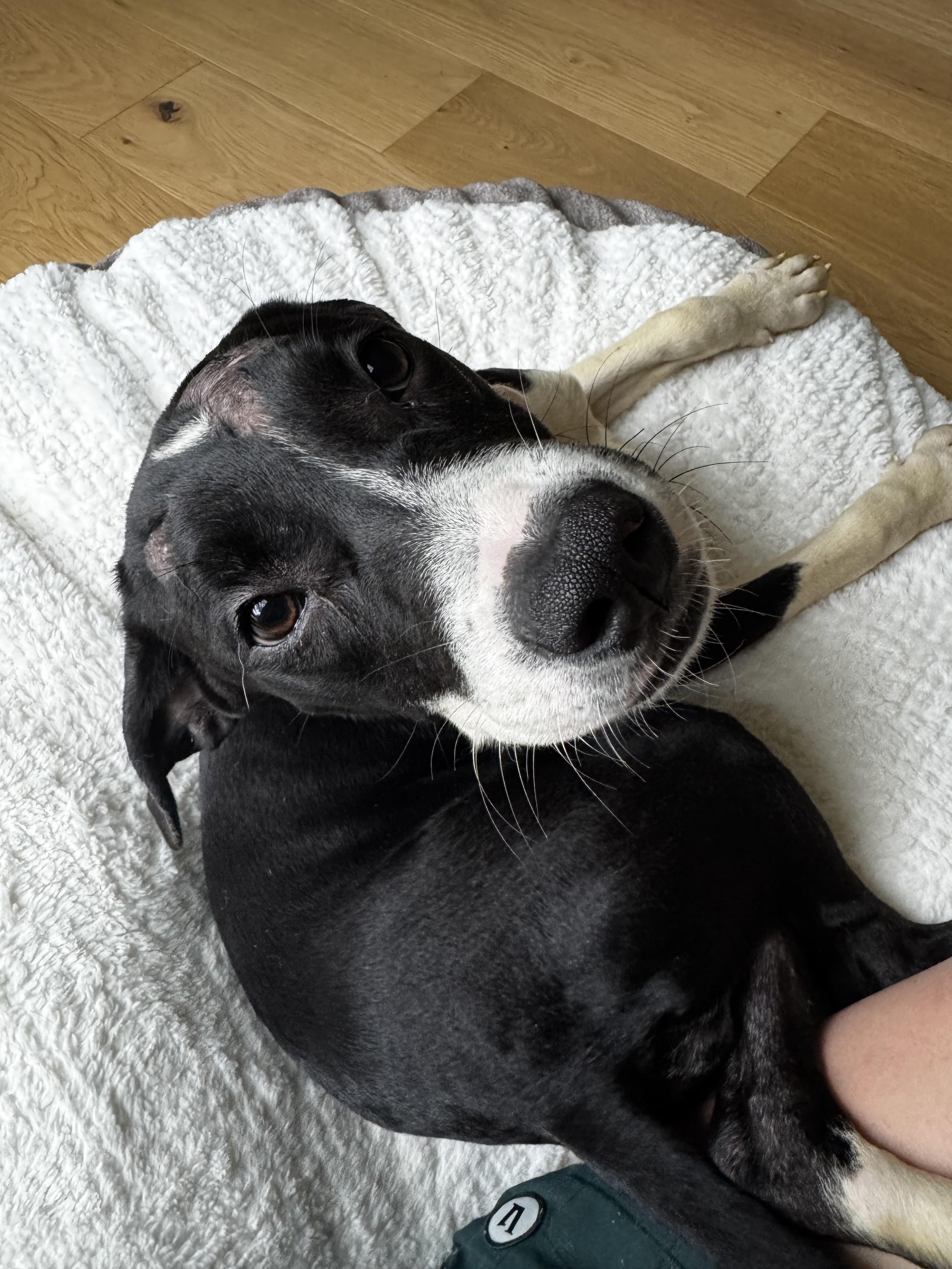 Maudie, a Adoptable Mixed Breed in Austin, TX image 4/6