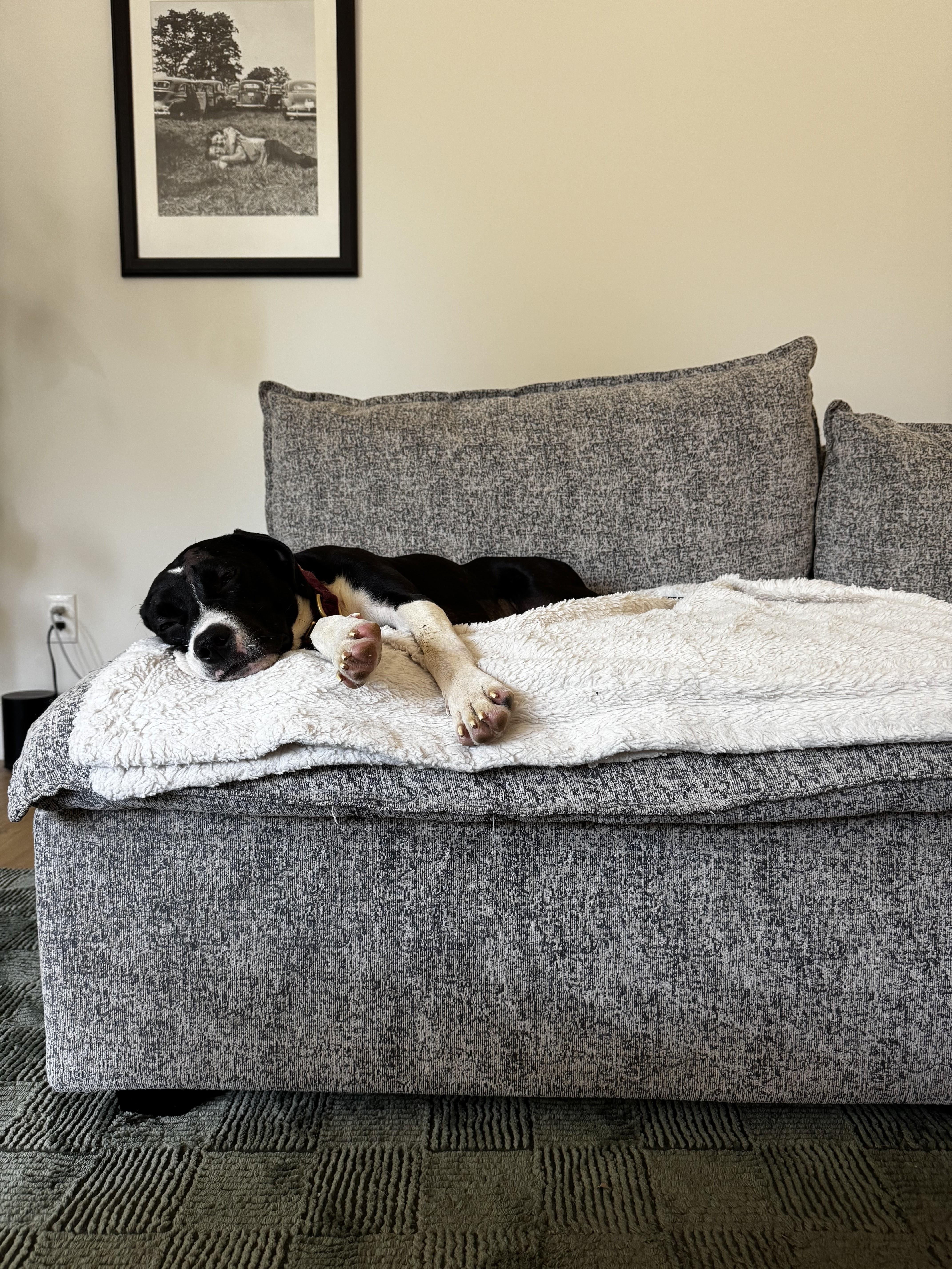 Maudie, a Adoptable Mixed Breed in Austin, TX image 6/6