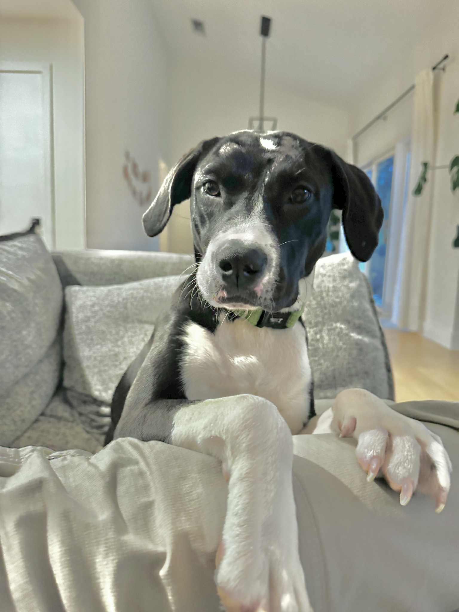 Maudie, a Adoptable Mixed Breed in Austin, TX image 1/6