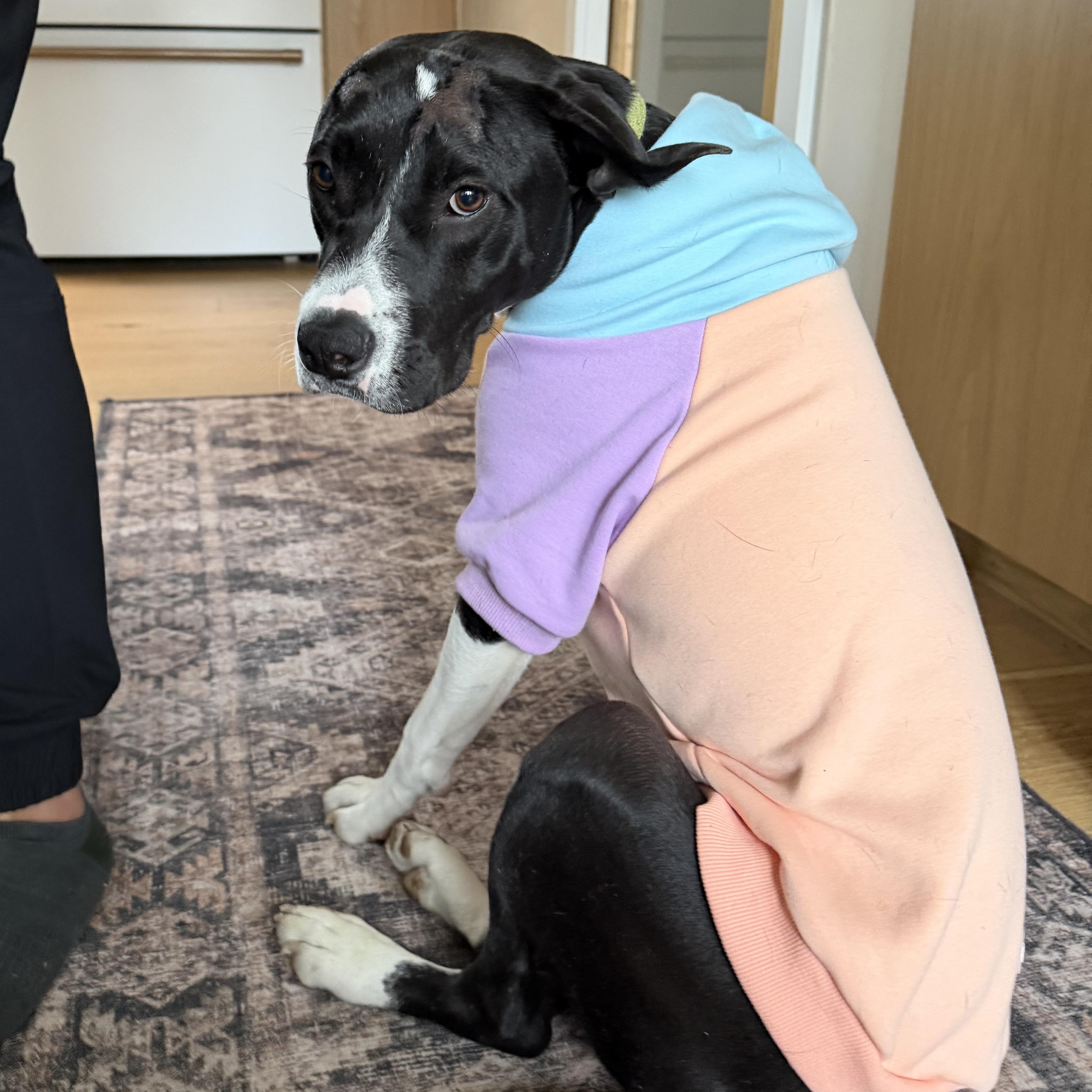 Enlarge Maudie, a Adoptable Mixed Breed in Austin, TX image 1/6