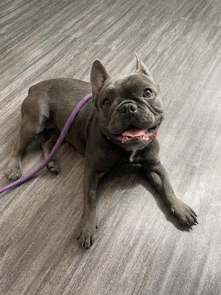 Star, Adoptable, Adult Female French Bulldog.