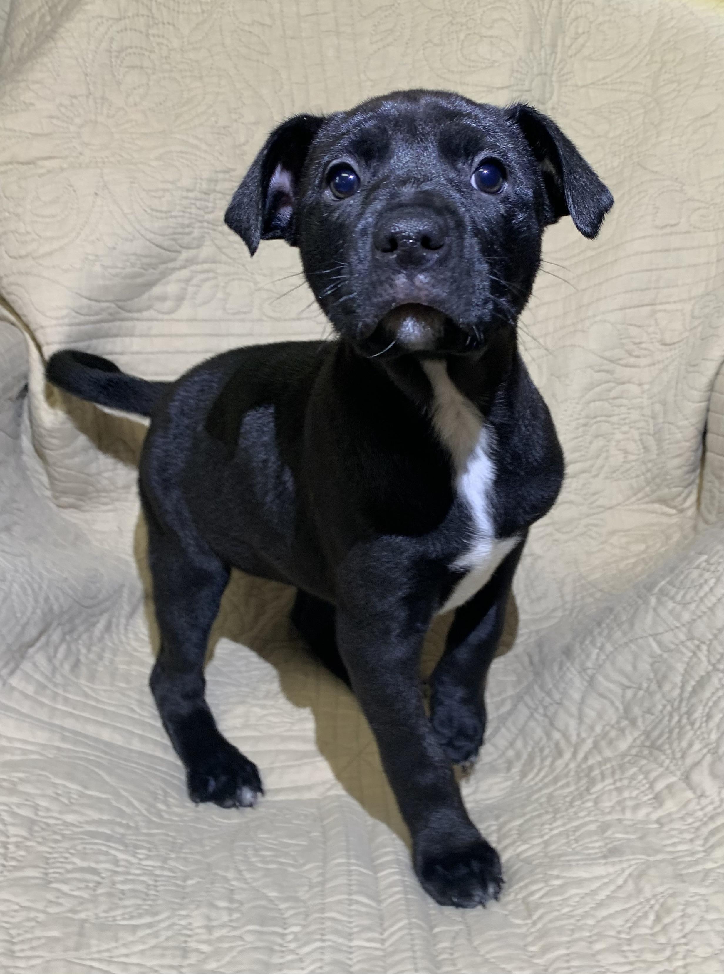 Sappphire, Adoptable, Puppy Female American Staffordshire Terrier.