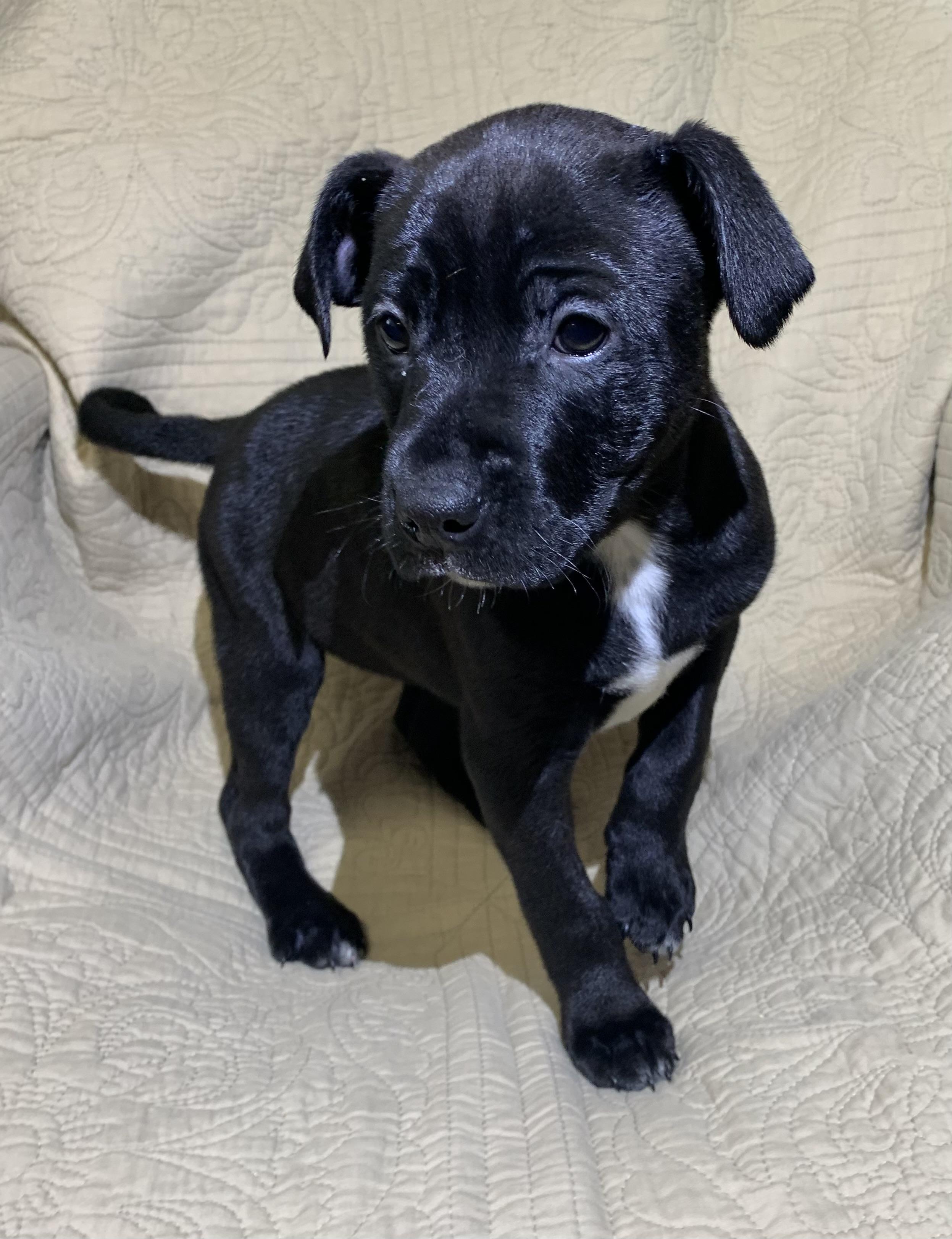 Enlarge Sappphire, a Adoptable American Staffordshire Terrier in Massena, NY image 3/3