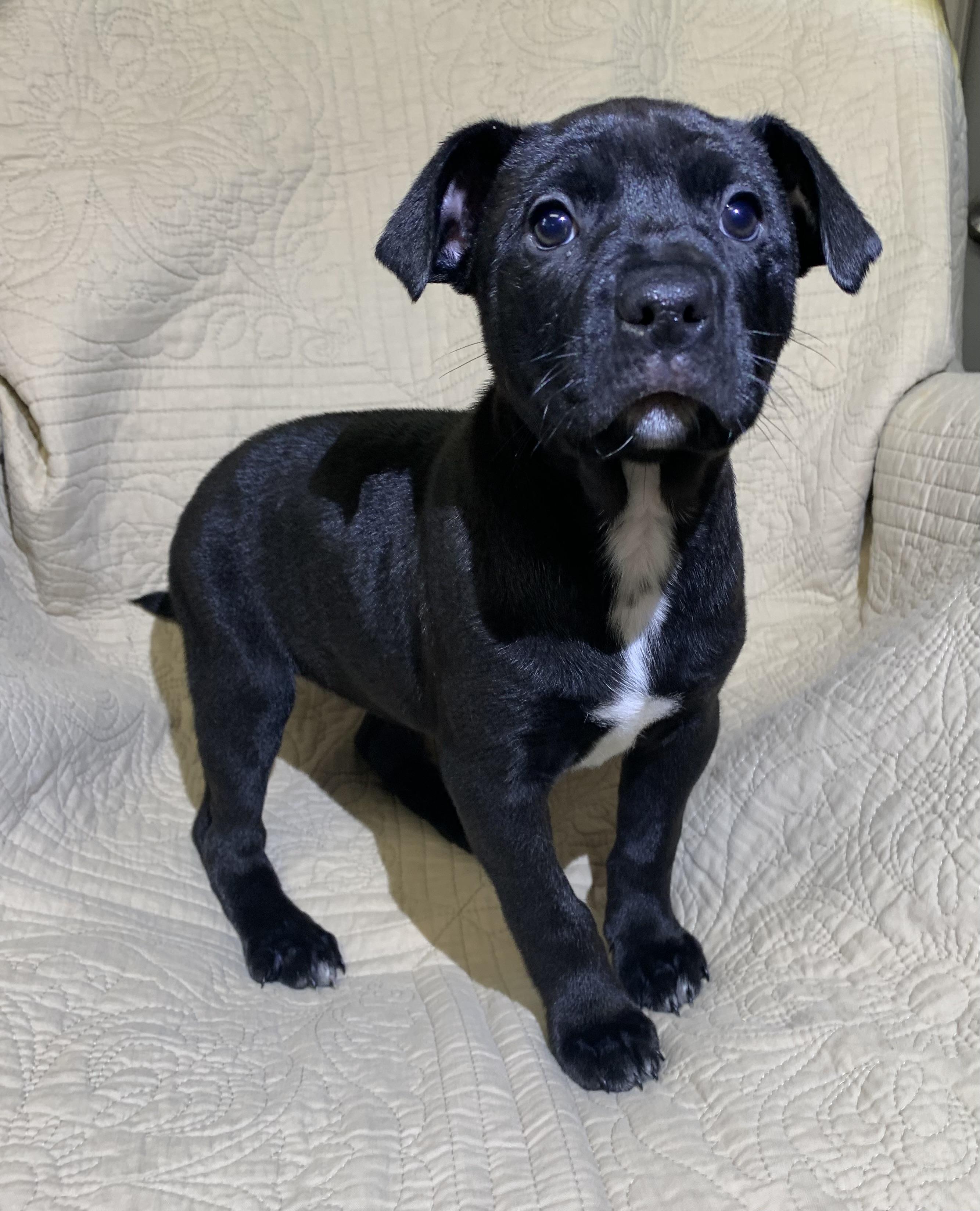 Enlarge Sappphire, a Adoptable American Staffordshire Terrier in Massena, NY image 2/3