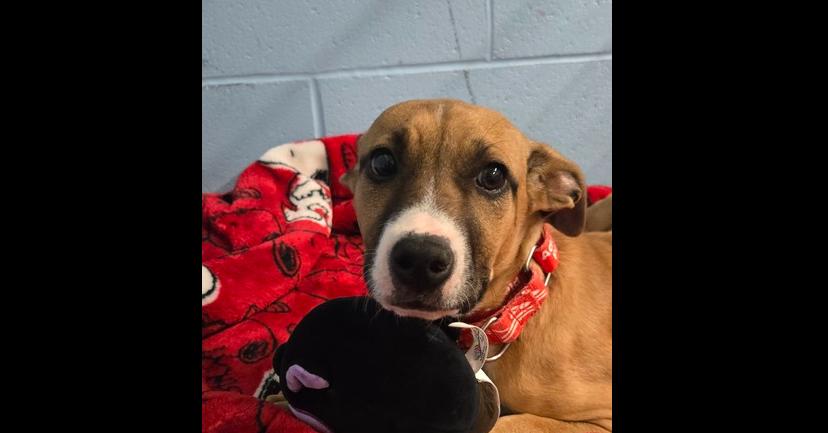 Begonia, Adoptable, Puppy Female Labrador Retriever.