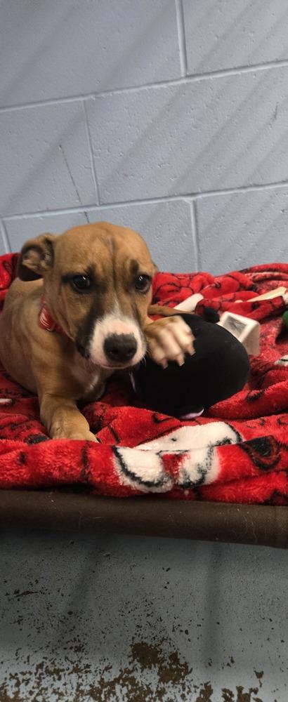 Enlarge Begonia, a Adoptable mixed breed in Papillion, NE image 2/2