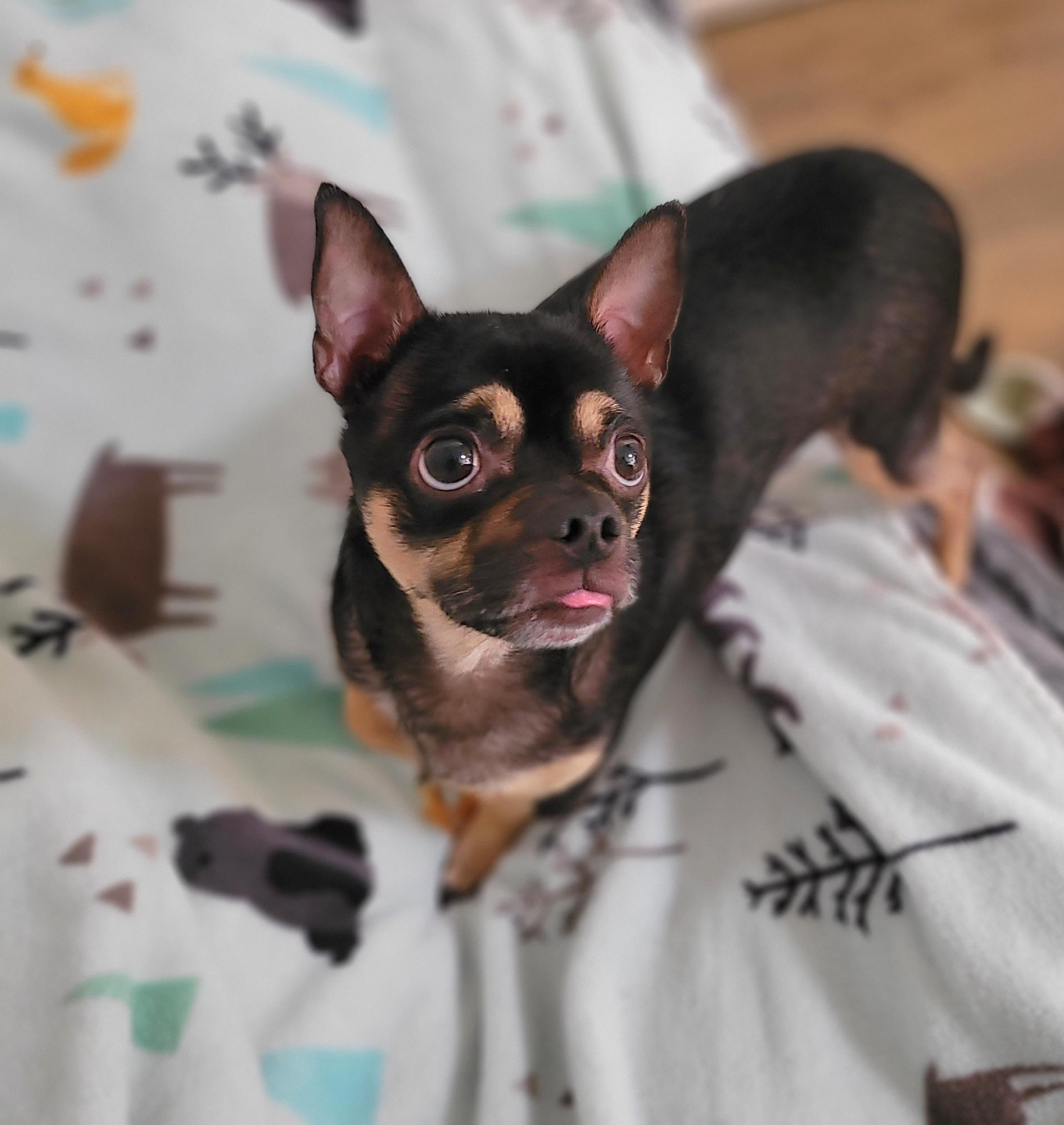 Winston, Adoptable, Adult Male Chihuahua & Pug.