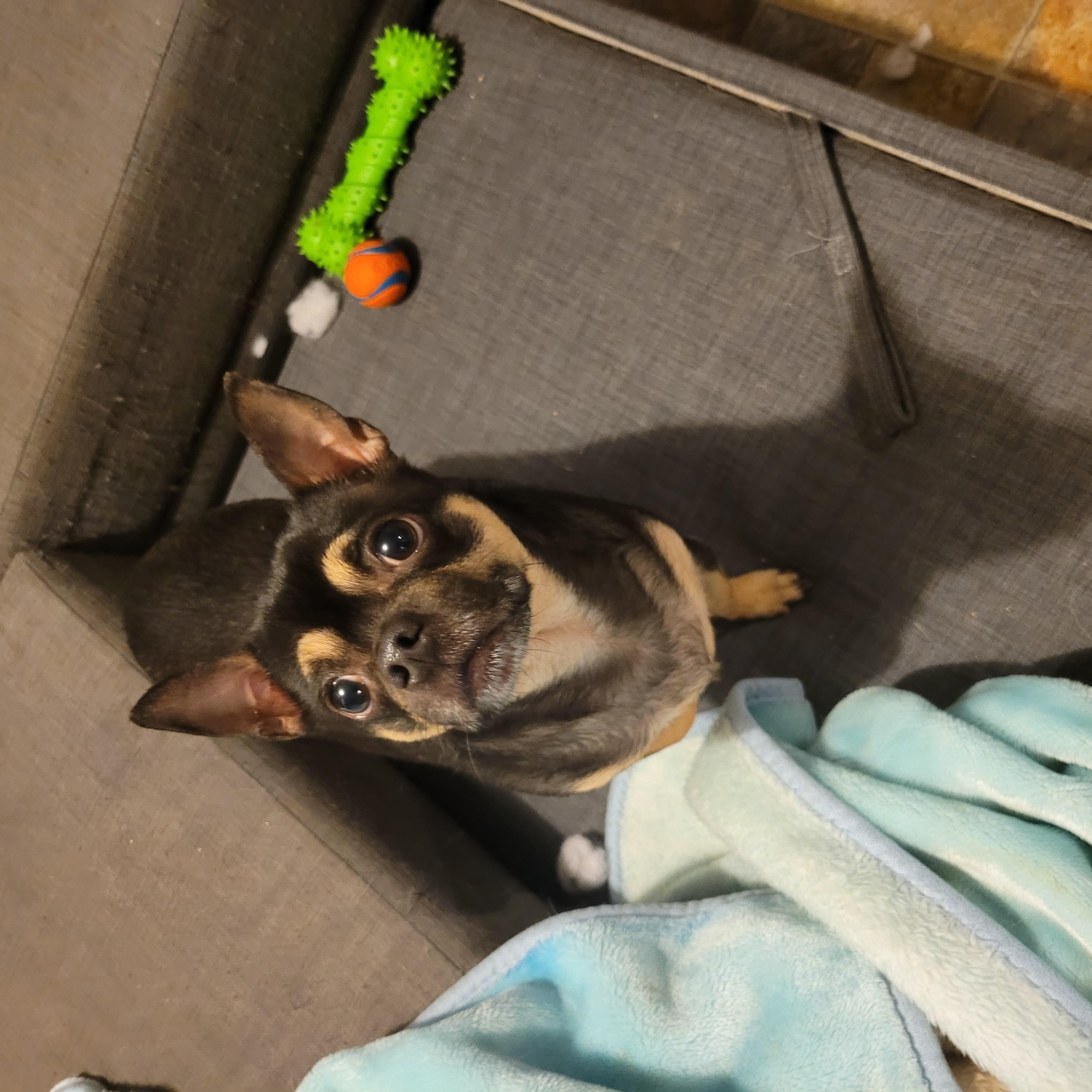 Winston, a Adoptable mixed breed in Vancouver, BC image 2/4