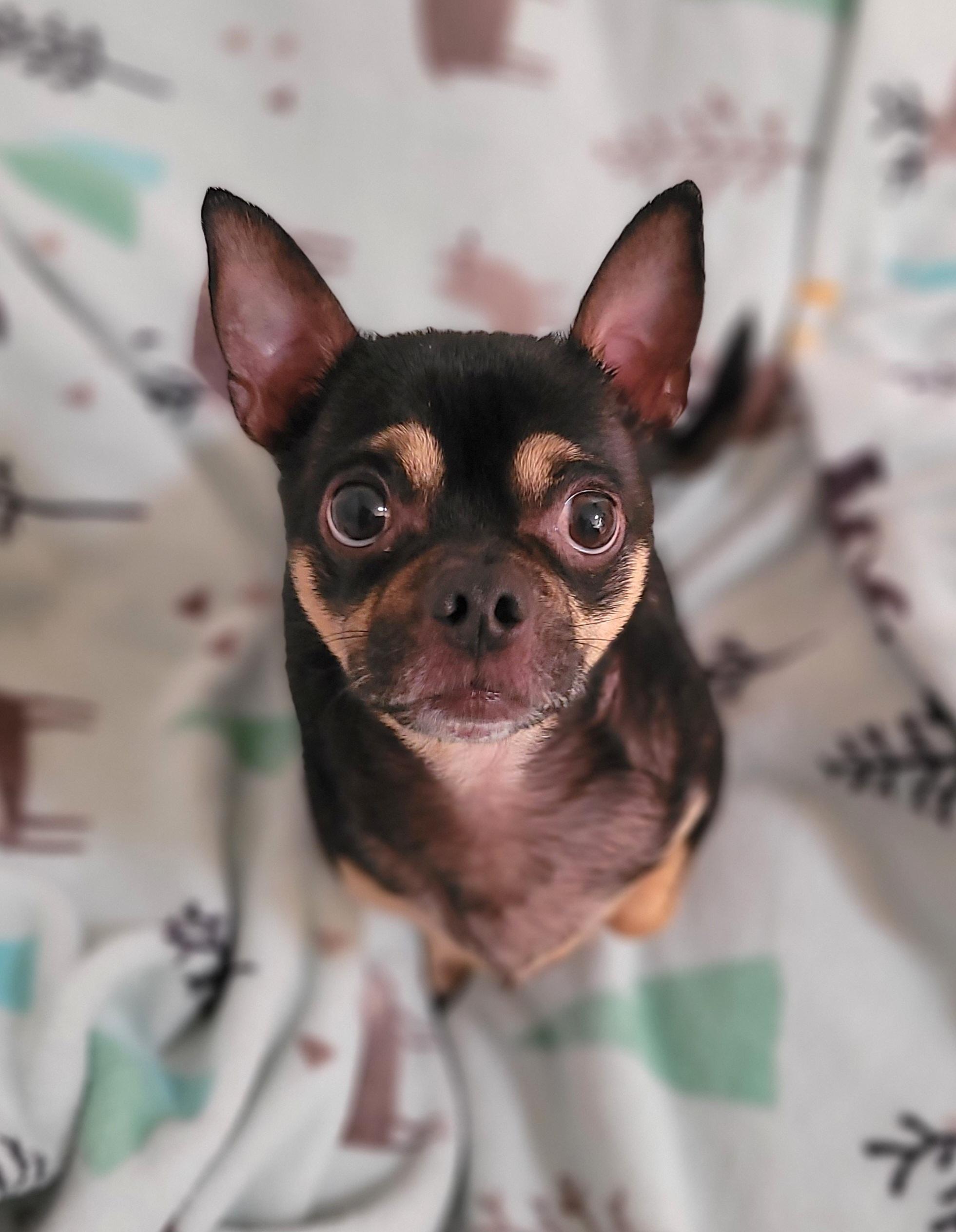 Winston, a Adoptable mixed breed in Vancouver, BC image 3/4