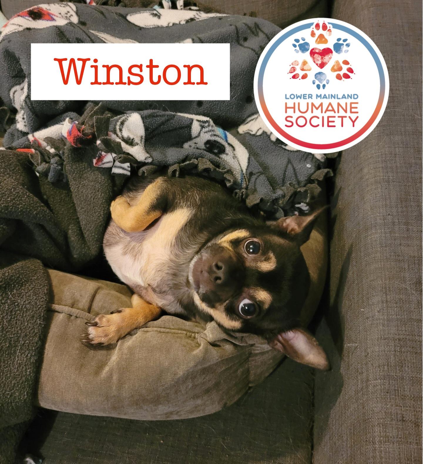 Winston, a Adoptable mixed breed in Vancouver, BC image 4/4