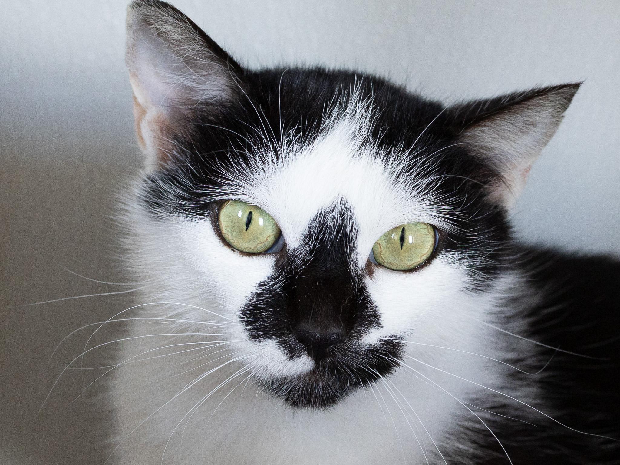 Frisco, ADOPTABLE, Adult Female Domestic Short Hair.