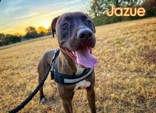 Enlarge Jazue, a Adoptable Pit Bull Terrier in Denton, TX image 2/2