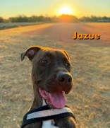 Jazue, Adoptable, Young Female Pit Bull Terrier.