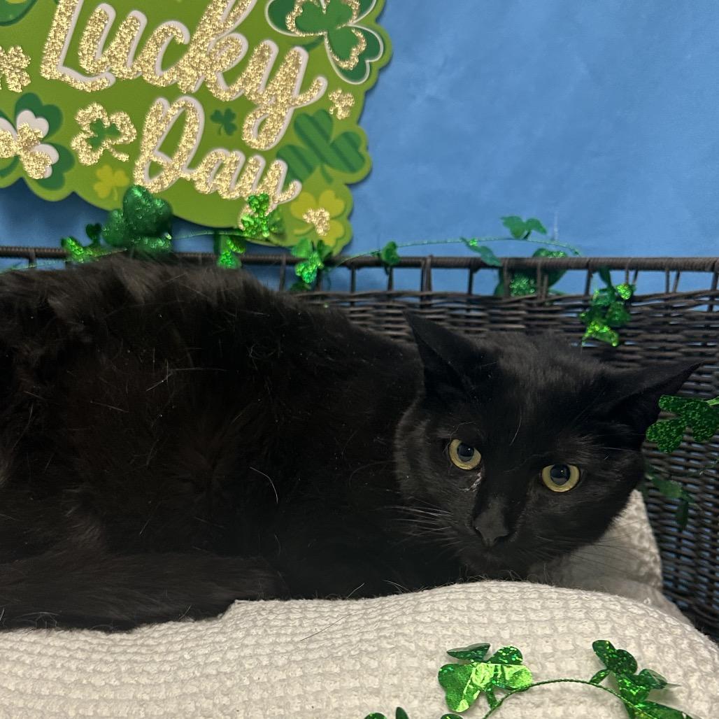 Sunny, Adoptable, Adult Male Domestic Short Hair.