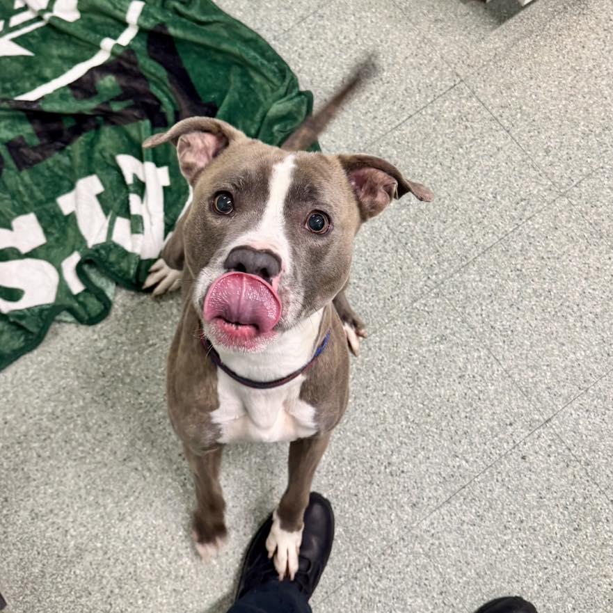 Enlarge Milo 2 , a ADOPTABLE Pit Bull Terrier in Passaic, NJ image 2/5