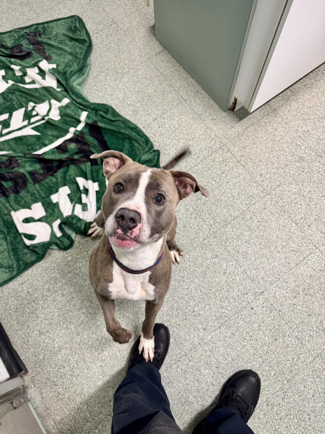 Milo 2 , ADOPTABLE, Adult Male Pit Bull Terrier.