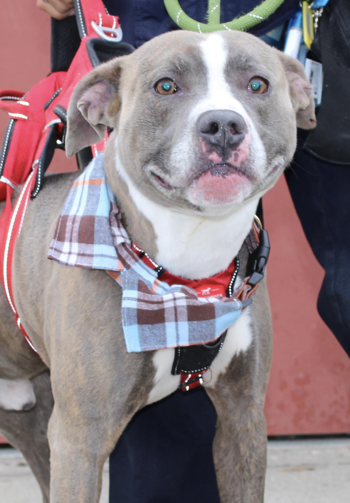 Enlarge Milo 2 , a ADOPTABLE Pit Bull Terrier in Passaic, NJ image 4/5
