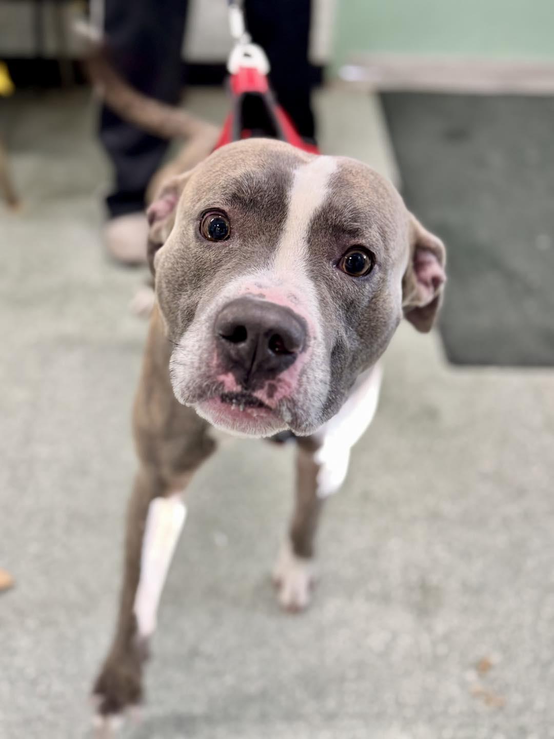 Enlarge Milo 2 , a ADOPTABLE Pit Bull Terrier in Passaic, NJ image 5/5