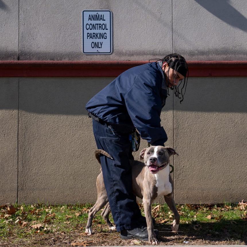 Milo 2 , ADOPTABLE, Adult Male Pit Bull Terrier.