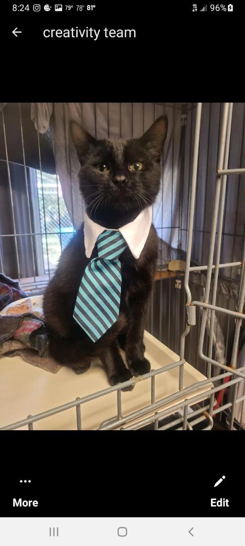 Phil, a Adoptable Domestic Short Hair in Spring Hill, FL image 1/2