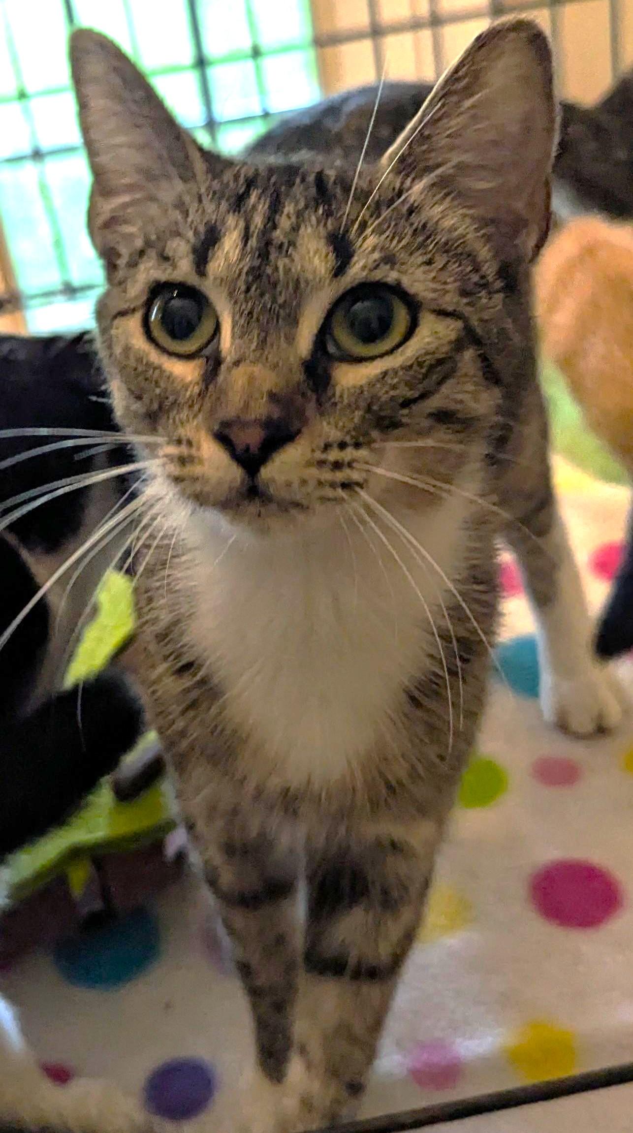 Enlarge Sepia, a ADOPTABLE Tabby in Jamaica Plain, MA image 2/2