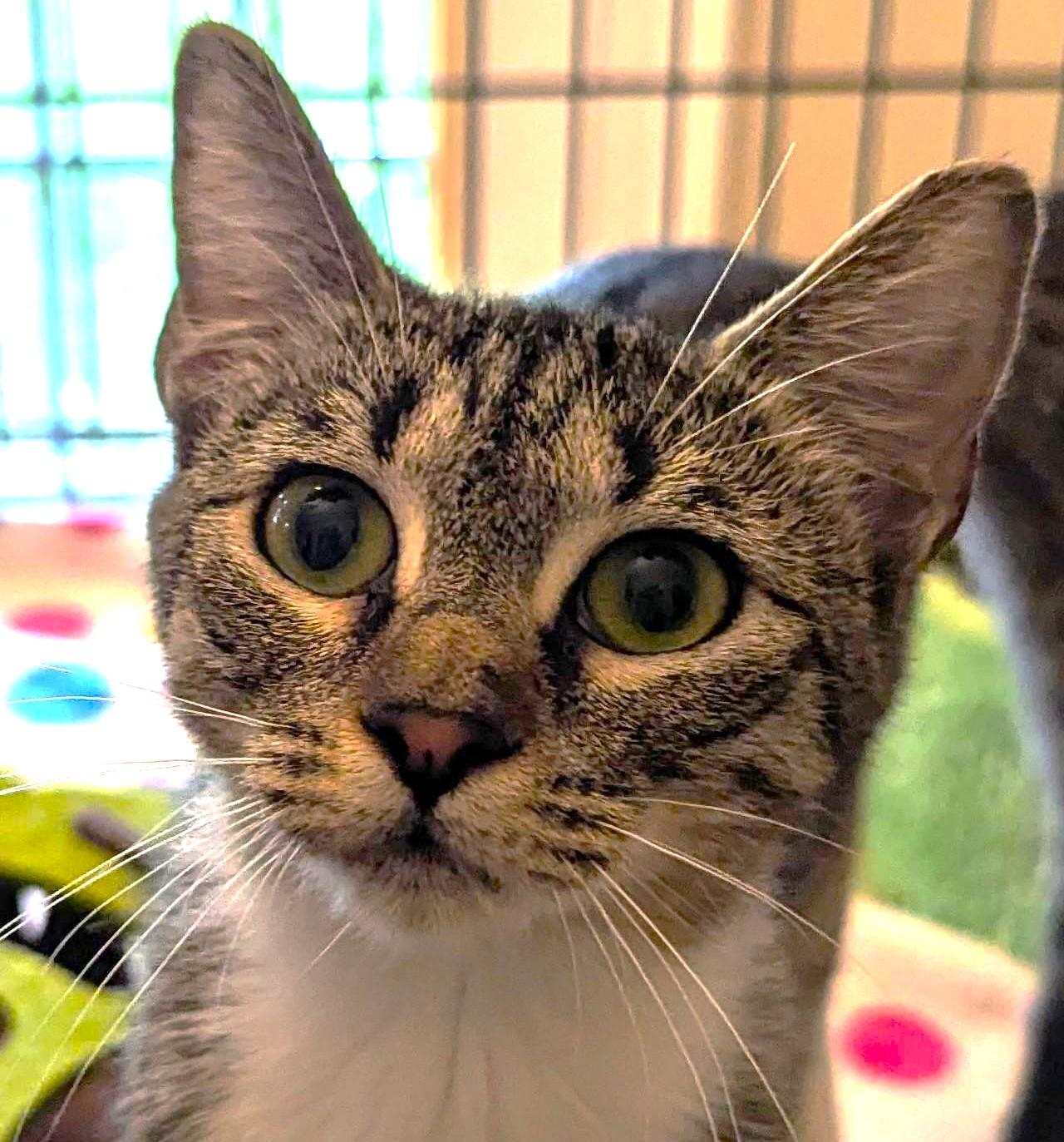 Sepia, ADOPTABLE, Kitten Female Tabby.