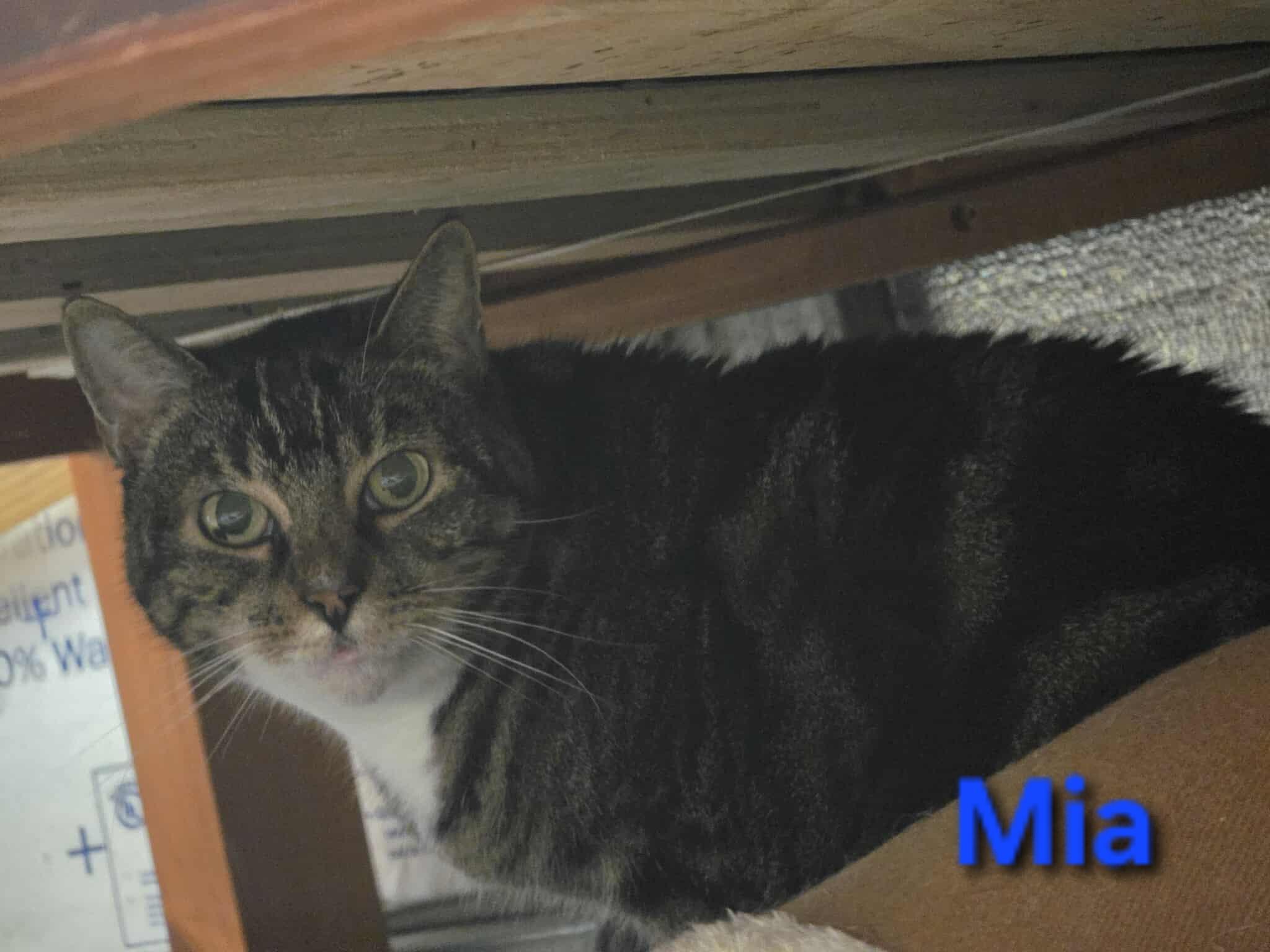 Mia, Adopted, Senior Female Domestic Short Hair.