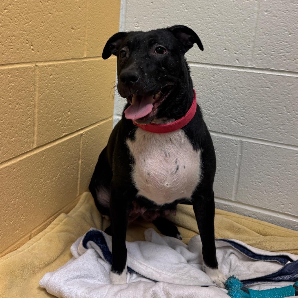 Enlarge Princess, a Adoptable Mixed Breed in Pittsburgh, PA image 1/6