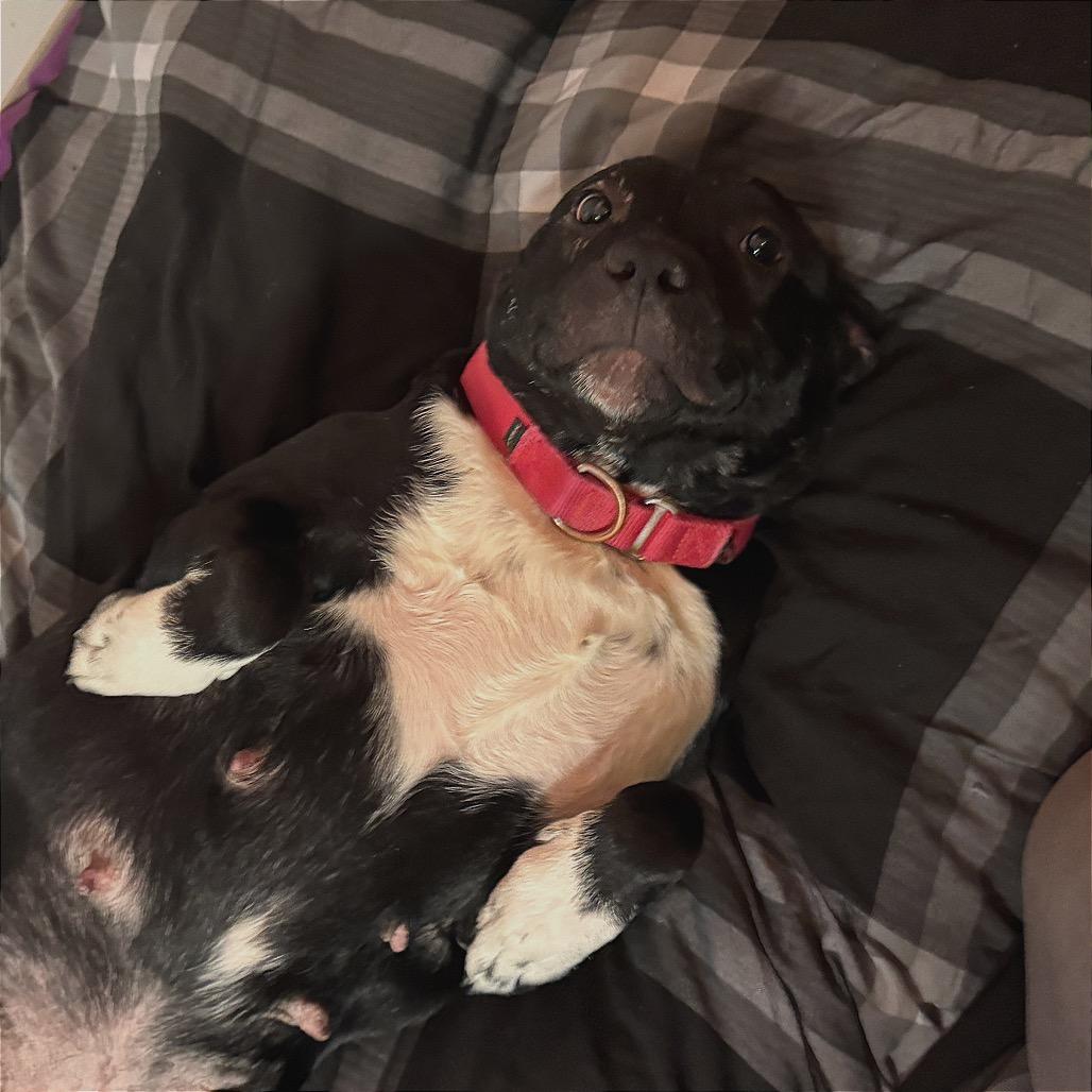 Enlarge Princess, a Adoptable Mixed Breed in Pittsburgh, PA image 2/6