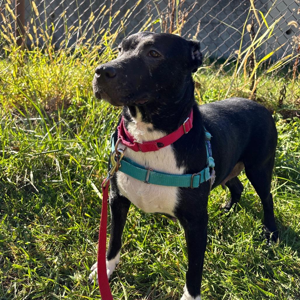 Enlarge Princess, a Adoptable Mixed Breed in Pittsburgh, PA image 3/6