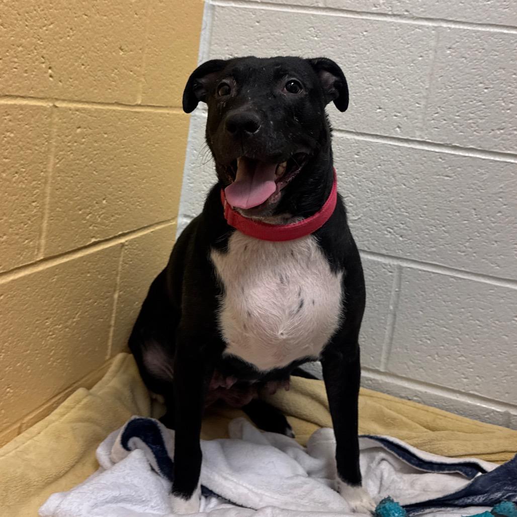 Enlarge Princess, a Adoptable Mixed Breed in Pittsburgh, PA image 4/6