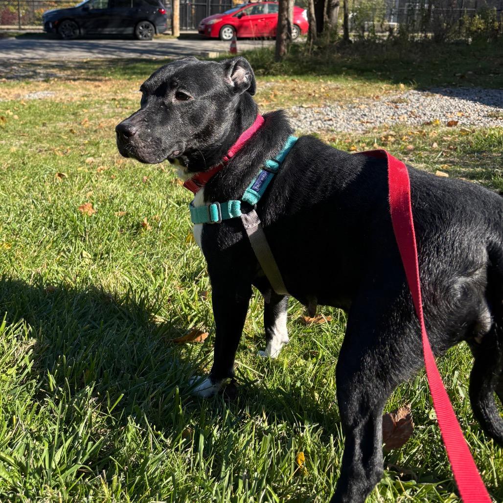 Enlarge Princess, a Adoptable Mixed Breed in Pittsburgh, PA image 5/6