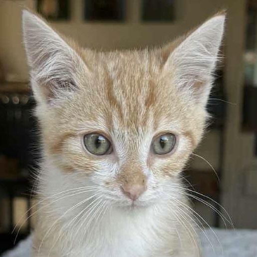 Jacko, adopted, Kitten Male Domestic Short Hair.