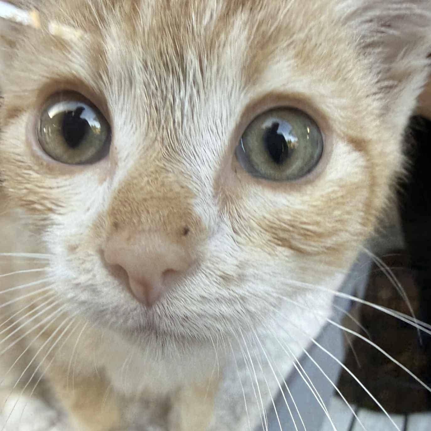 Enlarge Jacko, an adopted Domestic Short Hair in Eureka, CA image 5/6