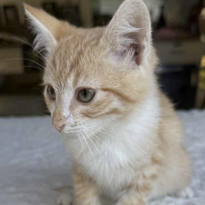 Enlarge Jacko, an adopted Domestic Short Hair in Eureka, CA image 6/6