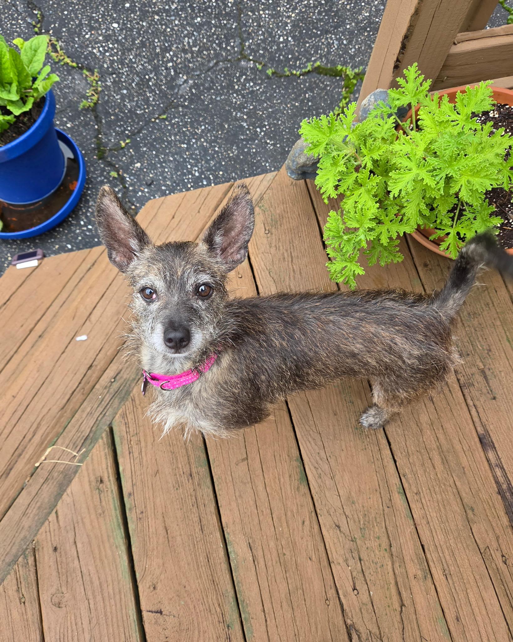 Enlarge Lulu, an adoptable mixed breed in Ellicott City, MD image 2/5
