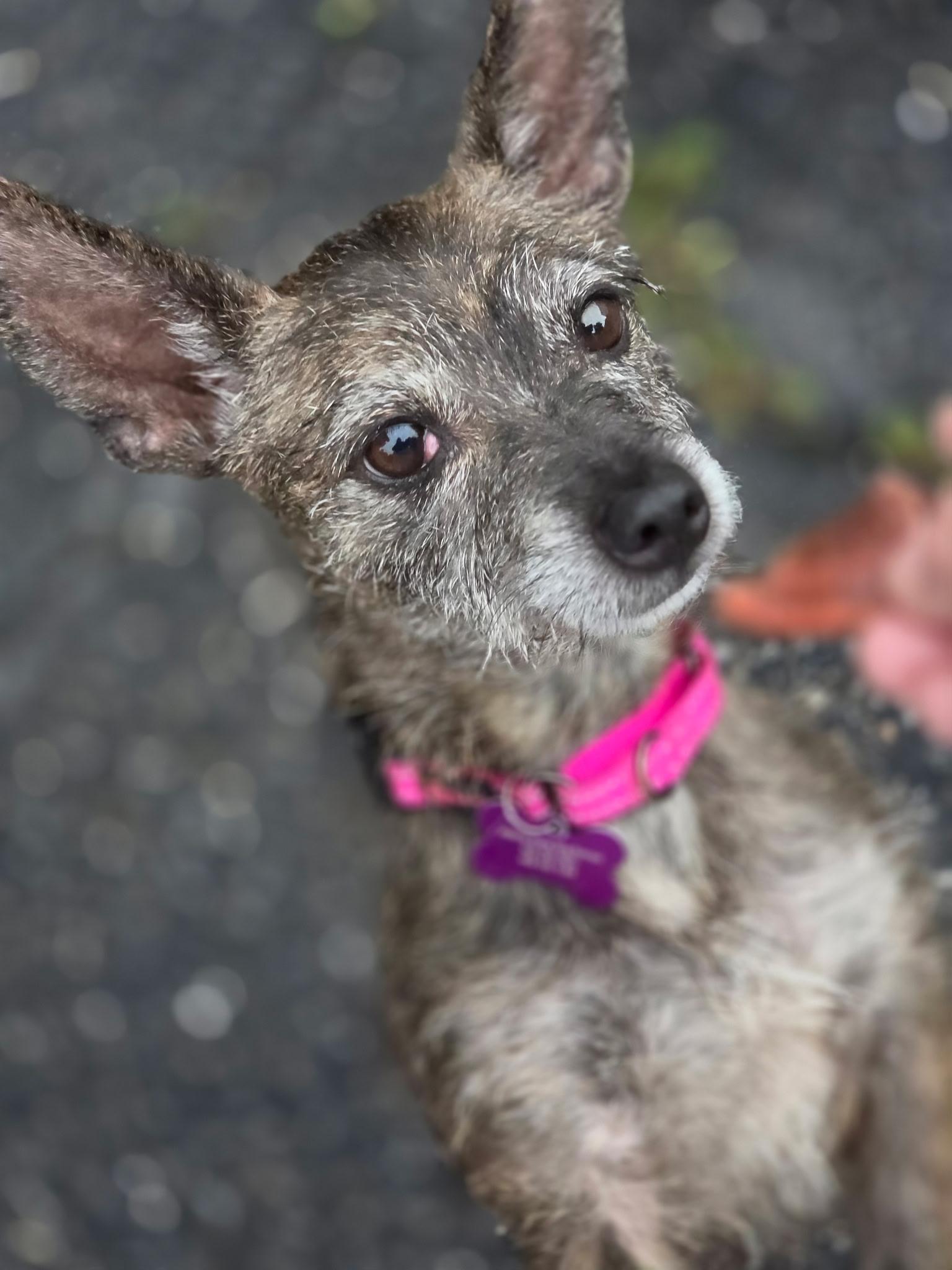 Lulu, adoptable, Adult Female Yorkshire Terrier & Terrier.