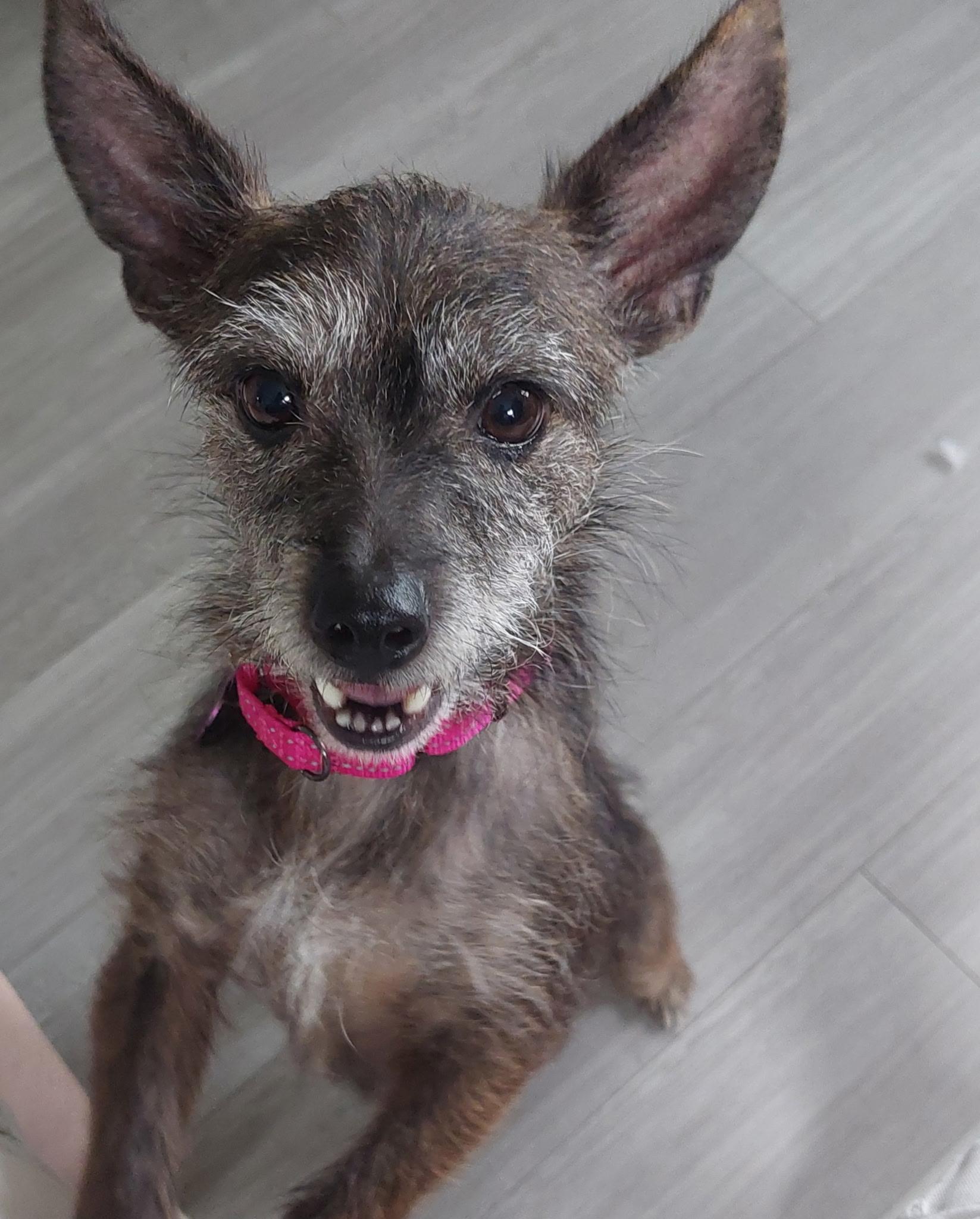 Lulu, adoptable, Adult Female Yorkshire Terrier & Terrier.
