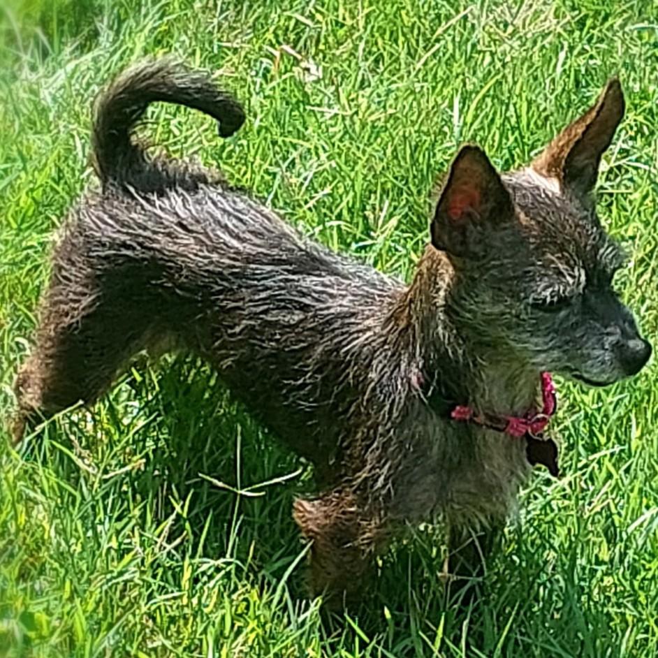 Lulu, an adoptable mixed breed in Ellicott City, MD image 2/2