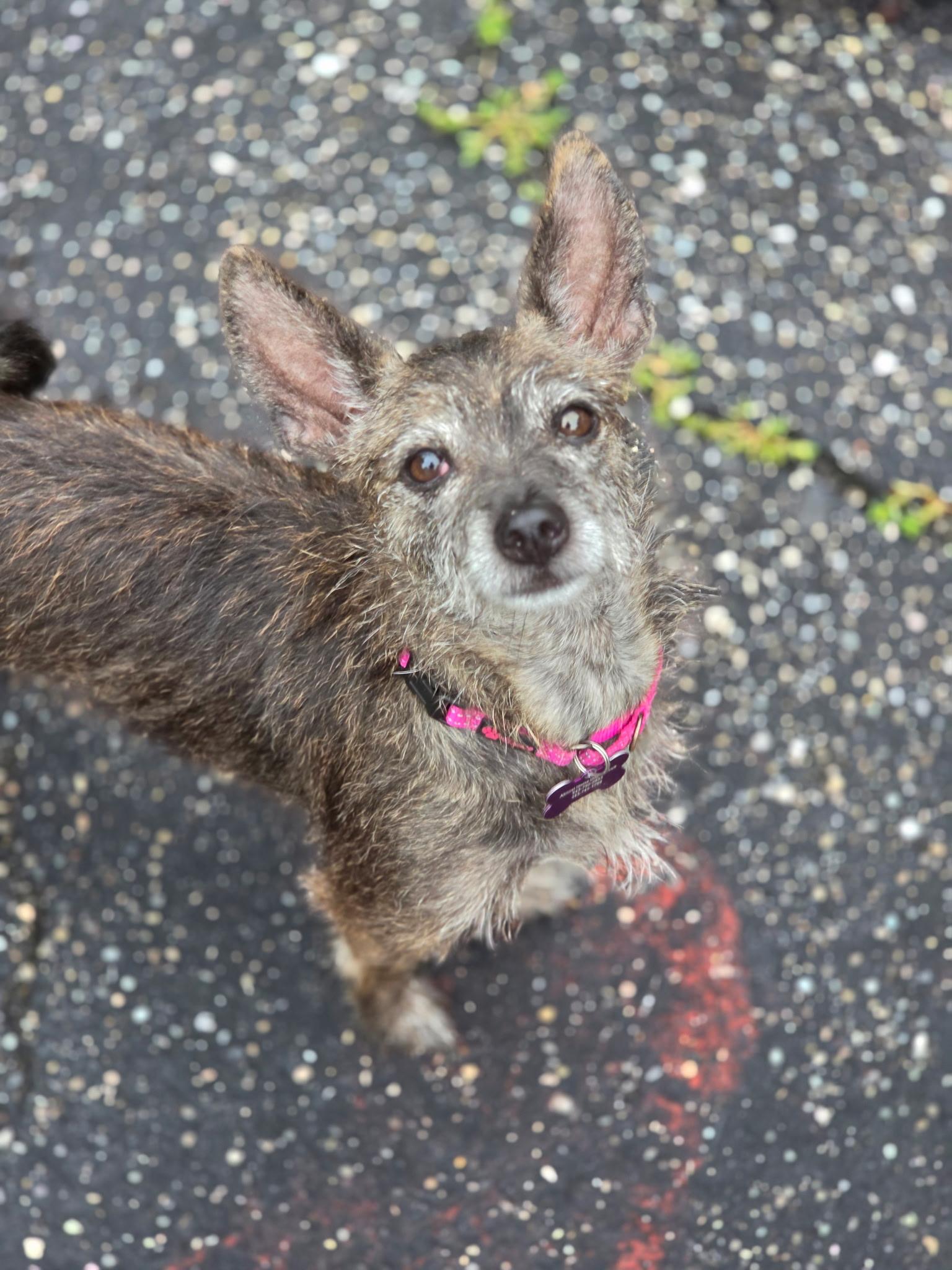 Enlarge Lulu, an adoptable mixed breed in Ellicott City, MD image 5/5