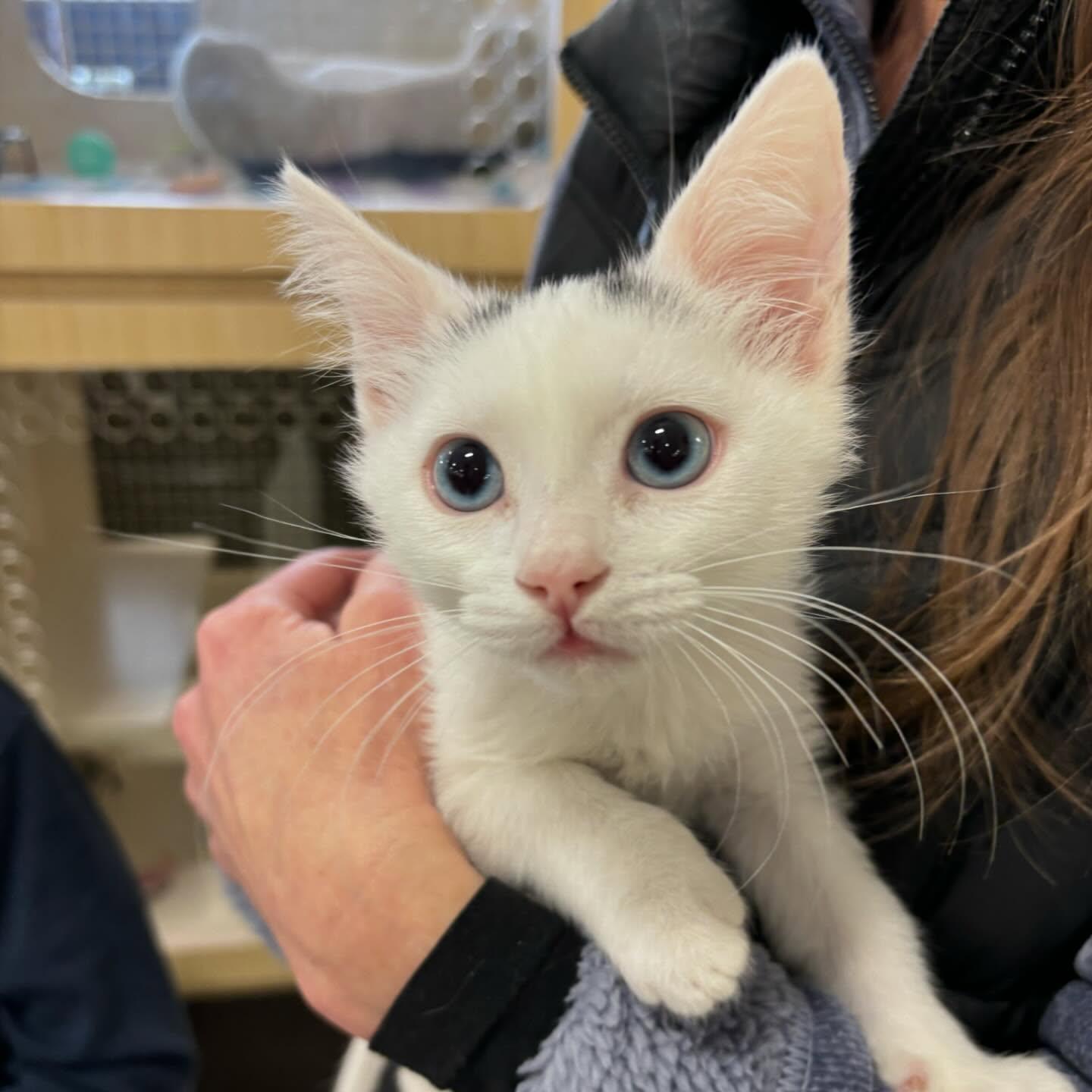 Dr Sturgis, adopted, Kitten Male Domestic Short Hair.