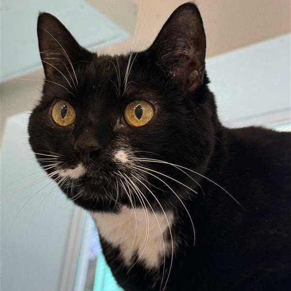 Enlarge Melissa, a Adoptable mixed breed in Mount Shasta, CA image 1/3