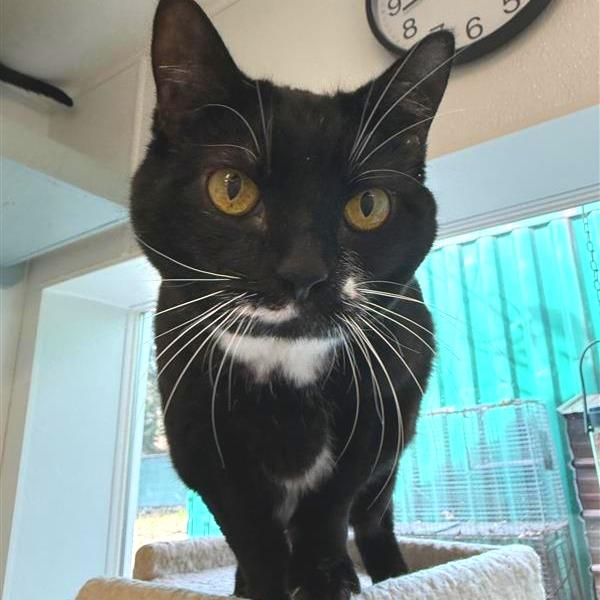 Enlarge Melissa, a Adoptable mixed breed in Mount Shasta, CA image 2/3