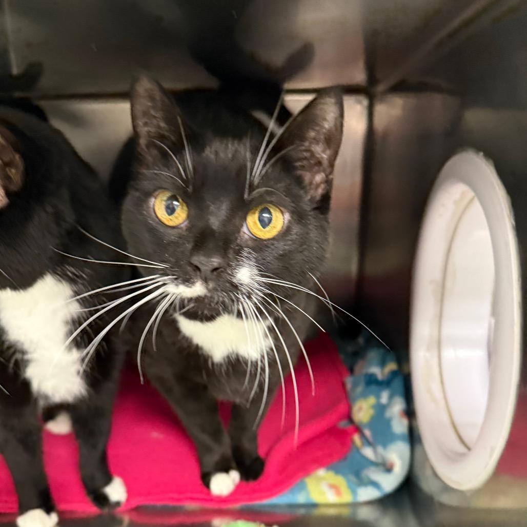 Enlarge Melissa, a Adoptable mixed breed in Mount Shasta, CA image 3/3